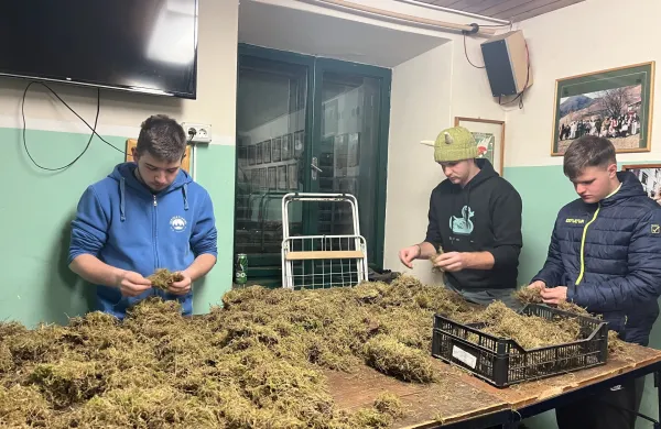 V Cerknem ob 70. obletnici oživitve laufarije niz dogodkov