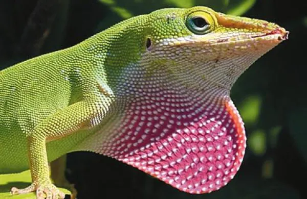 Študija ameriških biologov je pokazala, da so tropski kuščarji enako inteligentni kot ptice in sesalci. Na fotografiji tropski kuščar anoli.