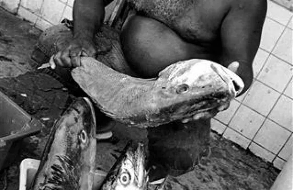 Ribič  iz Ria Vermelha