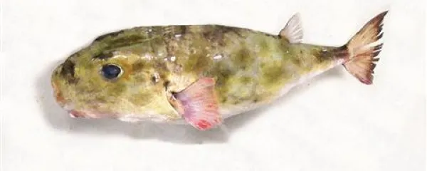 Riba napihovalka (Sphoroides pachygaster) je v severnem Jadranu izjemen gost