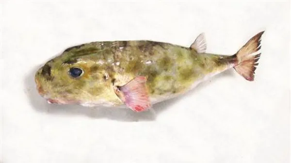 Riba napihovalka (Sphoroides pachygaster) je v severnem Jadranu izjemen gost