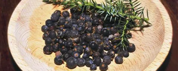 Brin je dobrodošel v kuhinji kot začimba, a tudi kot razkuževalec