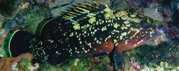 Kirnja radovedno ždi pred svojo votlino