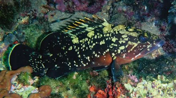 Kirnja radovedno ždi pred svojo votlino