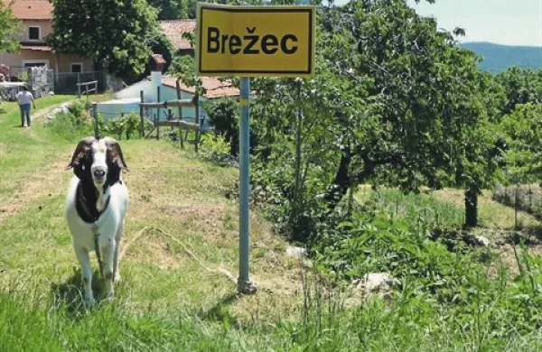 Kozel varuje vstop v vas  