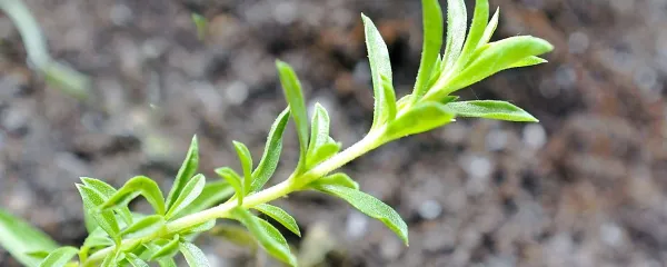 Šetraj je najbolj znan kot krepčilo za želodec