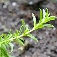 Šetraj je najbolj znan kot krepčilo za želodec