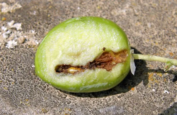 Ličinka oljčne muhe močno poškoduje plod