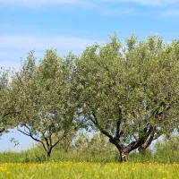 Oljčniki v Istri so letos tarča tako zgodnjega napada oljčne muhe kot še nikoli 