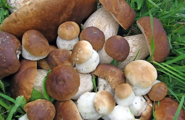 Užitne jurčke poznajo bolj ali manj vsi
