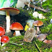 Mušnice zagotovo ne sodijo v gobarsko košaro, še manj pa v ponev
