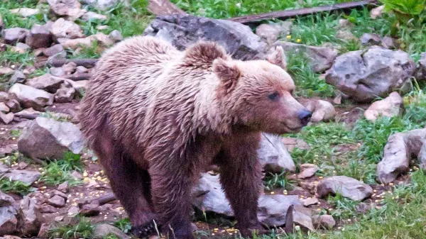 Od štirih medvedov, za katere imajo primorski lovci dovoljenje za odstrel, so trije že padli