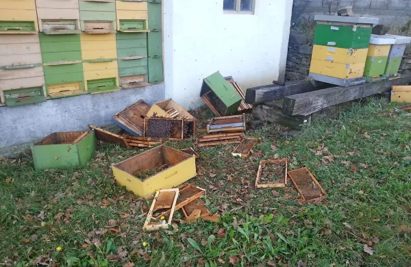 Pred tremi tedni si je kosmatinec postregel z medom iz panjev pri Mančah