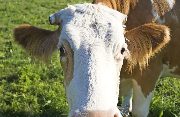 Vmesni gostitelj trakulje je lahko govedo.