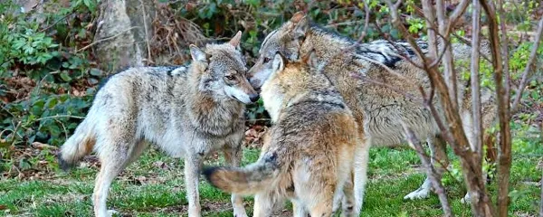 “Nikakor ne velja trditev, da se bodo volkovi, če jih ne bomo streljali, preveč razmnožili. Na Slavniku bo vedno en trop volkov, ali jih streljamo ali ne,” pravi Miha Krofel.