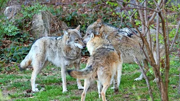 “Nikakor ne velja trditev, da se bodo volkovi, če jih ne bomo streljali, preveč razmnožili. Na Slavniku bo vedno en trop volkov, ali jih streljamo ali ne,” pravi Miha Krofel.