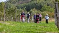 Zavod za turizem, kulturo, mladino in šport Brda pripravlja 
konec maja poseben dogodek.