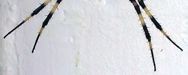 Osasti pajek