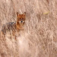 Po velikosti in videzu je zlati šakal nekako med lisico in 
volkom. Težak je v povprečju 12 kilogramov, v višino pa meri 
do pol metra.