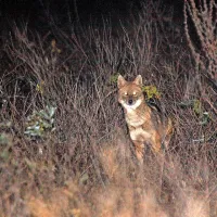 Šakal je precej plaha žival, ki je aktivna predvsem ponoči.