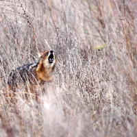 Šakala je še posebej podnevi zelo težko opaziti, predvsem 
ponoči pa je mogoče tam, kjer je stalno prisoten, slišati 
njegovo tuljenje.