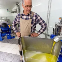 Fulvio Marzi iz torkle na Krožeri pravi, da so oljke zelo lepe, manj 
kakovosten pridelek so prinesli le nekateri “hobi oljkarji”, ki se med letom 
zelo malo ukvarjajo s svojim nasadom.