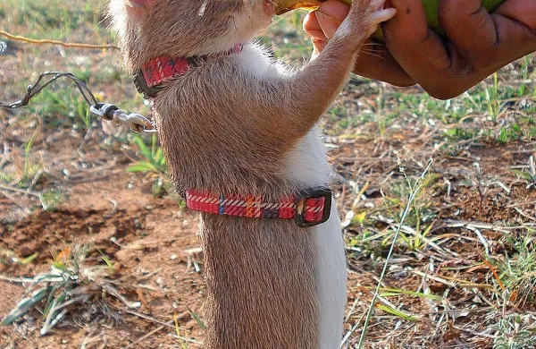 Gambijska podgana med urjenjem za odkrivanje min.
