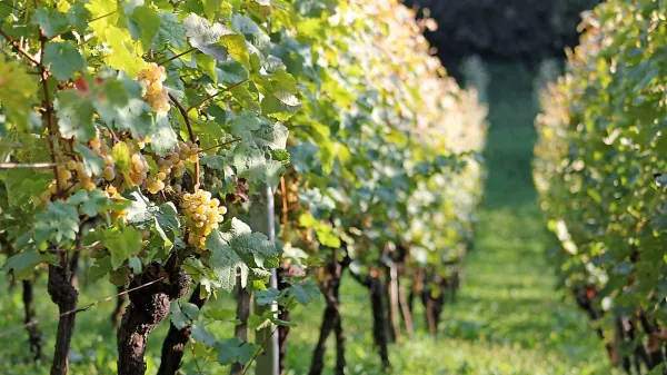 Aci Urbajs za svoje vinograde skrbi na biodinamičern način, namesto  traktorja so v njih konji, 
človek in ptice.