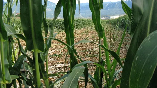Mlečna koruza  v tem času privablja številne divje prašiče, ki polja 
dobesedno “pokosijo”. Škoda je precejšnja, lovci pa opozarjajo, da bi bilo 
treba za zmanjševanje škode  nujno zmanjšati zaraščene površine, ki 
vodijo do njiv.