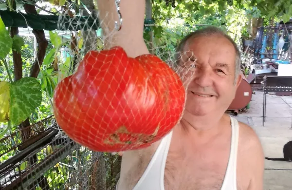 Ajdovski velikan med paradižniki