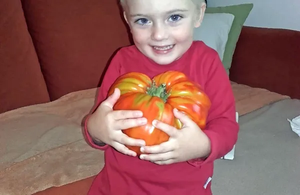 Matic se je razveselil noninega mega paradižnika