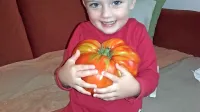 Matic se je razveselil noninega mega paradižnika