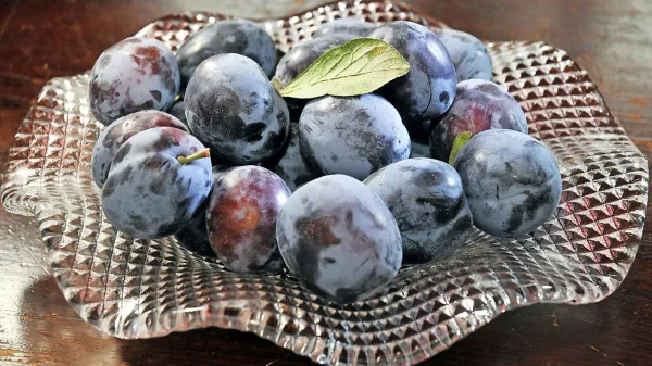 S tudi slive pepita?