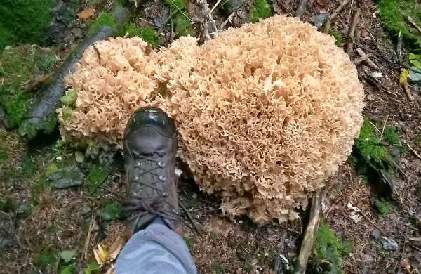 Nenavadna, a zelo lepa najdba