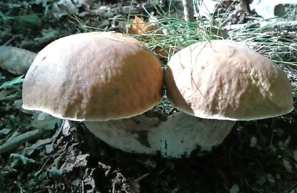 Lepota gob v naravi