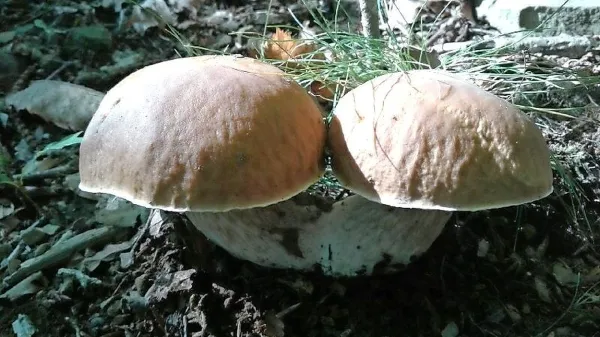 Lepota gob v naravi