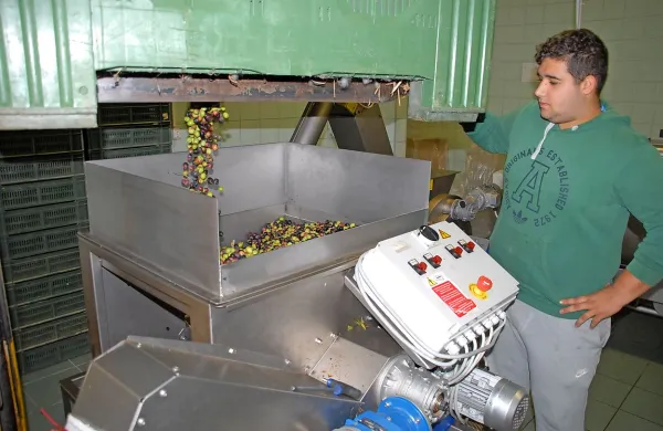 V kleti  biotehniške šole v Šempetru ni bilo med prazniki nič 
drugače kot v drugih torklah, le količine predelanih oljk so 
sorazmerno manjše.     