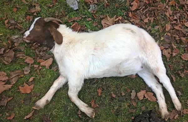 Kozliček je  končal pod ostrimi zobmi volkulje in njenih mladičev, ki jih očitno uči loviti.