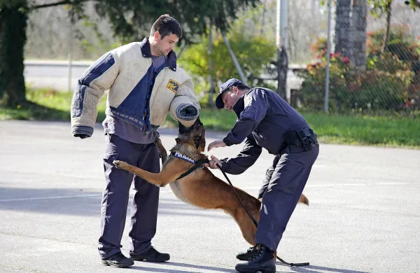 Jan Kofol (levo) ter Frenki Padovan (desno) sta z belgijskim 
ovčarjem Thorom prikazala vajo ustavitve storilca kaznivega 
dejanja med begom.   