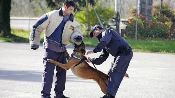 Jan Kofol (levo) ter Frenki Padovan (desno) sta z belgijskim 
ovčarjem Thorom prikazala vajo ustavitve storilca kaznivega 
dejanja med begom.   