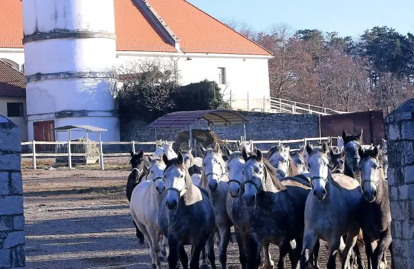 Nasprotujejo predlogu zakona o Lipici