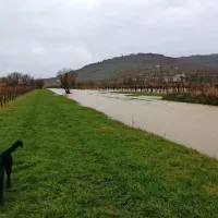 Poplava v Dragonji, večinoma  na območju neočiščenih 
kanalov reke Drnice.