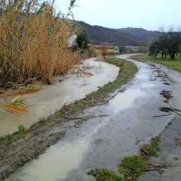 Spodnji del Dobrave v strunjanski dolini:  kanal, ki se steka v 
rečico Rojo, je poln, a se voda še ni prelila, ker jo v Strunjanu 
izčrpavajo.