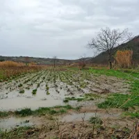 Polje Mandaleničevih v Strunjanski dolini  je letos že tretjič 
pod vodo.