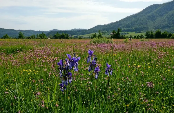 Cvetana Planinskega polja