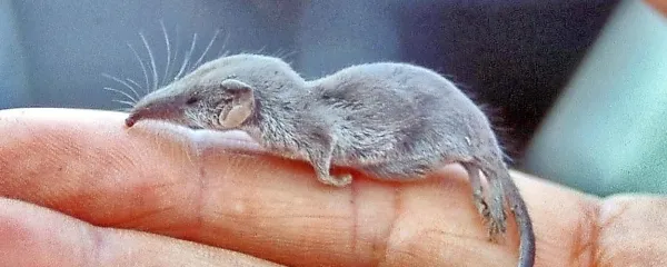 Etruščanska rovka je najmanjši sesalec na svetu.