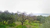 “Naš oljčnik je na edinstveni lokaciji z razgledom na morje. 
Nismo sami krivi, da so nam dodelili takšno zemljišče,” pravi  
Tatjana Srebrnič.