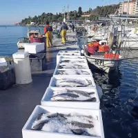 Ulov dober, izkupiček slab (foto)