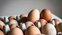 Uprava za varno hrano: V slovenskih jajcih ni več fipronila