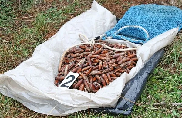 Količine zaščitenih dateljnov, ki naj bi pristale na krožnikih v 
vsaj treh primorskih gostilnah, naj bi bile približno štirikrat 
večje od 30 kg, ki so jih v preiskavi zasegli policisti.